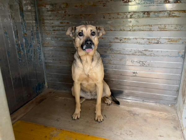 Pulla Meravigliosa Cagnolina Cerca Famiglia 