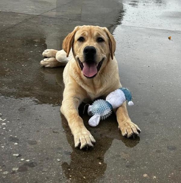 Labrador Puro 8Mesi Urgentissimo Aiuto.puglia