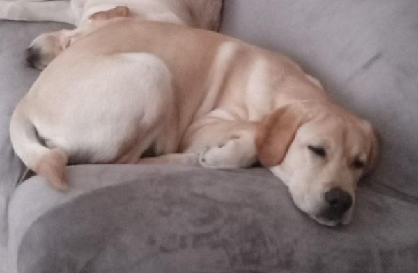 Labrador puro 8mesi URGENTISSIMO AIUTO.PUGLIA Foto 2