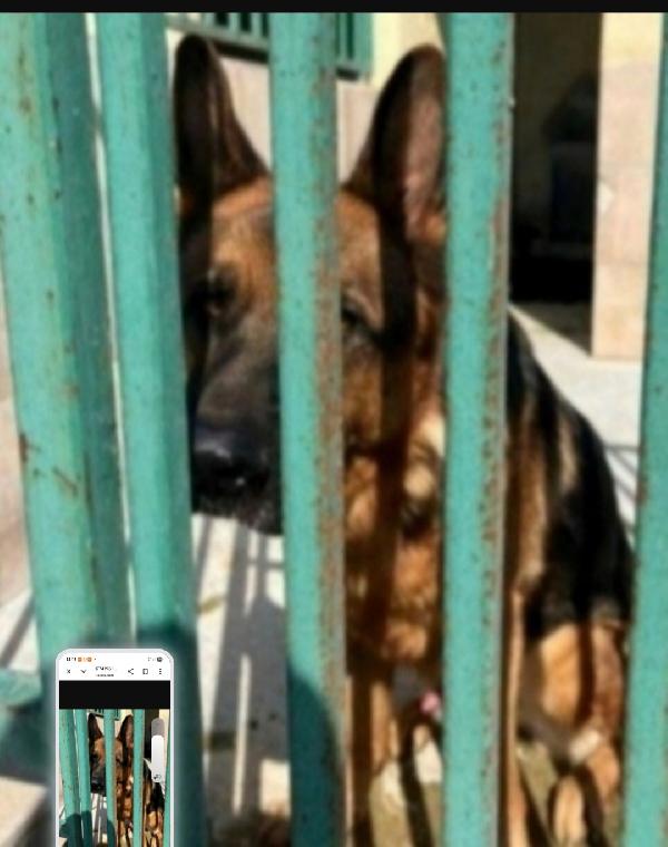Pastore Tedesco 5Anni Sos Casa Pavia