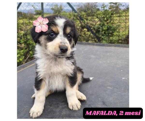 10cuccioli 2mesi e 1/2 mollati! CATANIA SOS CASA Foto 5