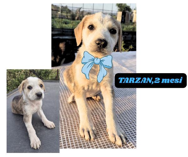 10cuccioli 2mesi e 1/2 mollati! CATANIA SOS CASA Foto 8