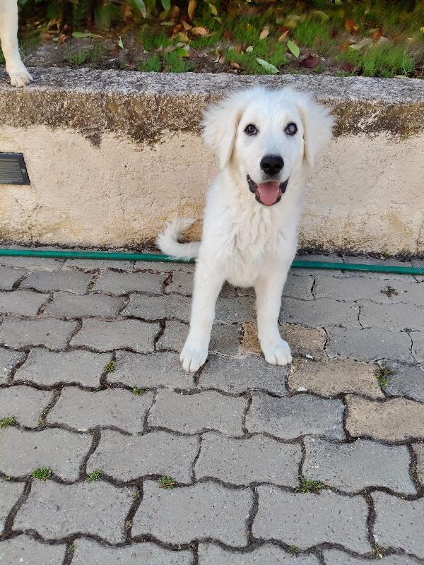 Punch Splendido Cucciolo Ipovedente Cerca Casa 