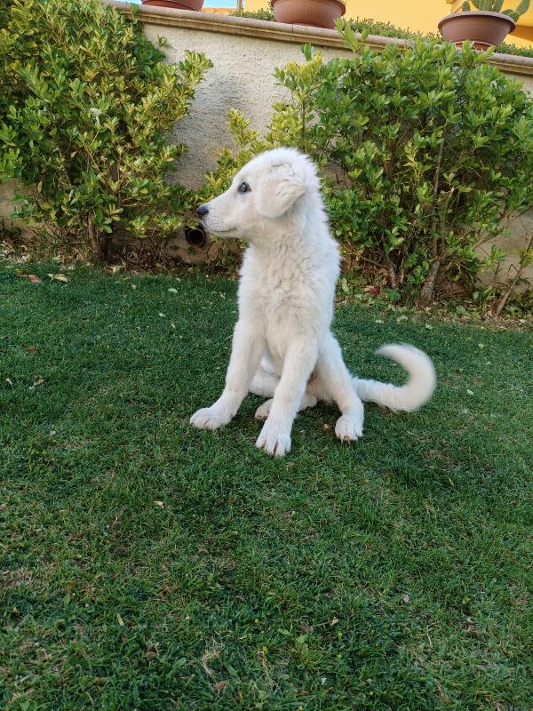 Punch splendido cucciolo ipovedente cerca casa  Foto 4