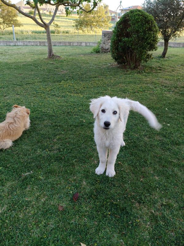 Punch splendido cucciolo ipovedente cerca casa  Foto 5