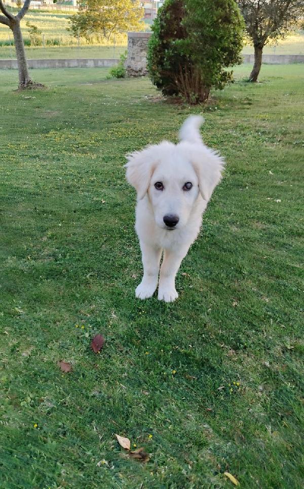 Punch splendido cucciolo ipovedente cerca casa  Foto 6