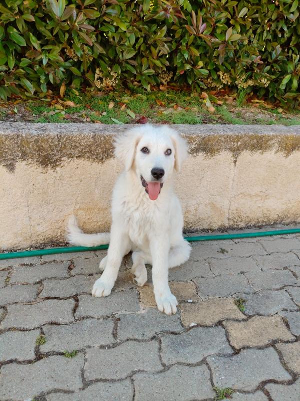 Punch splendido cucciolo ipovedente cerca casa  Foto 8