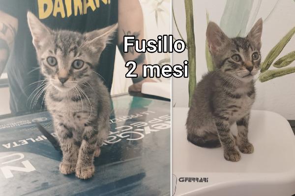 Miciottini Splendidi 