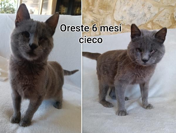 Miciottini splendidi  Foto 5