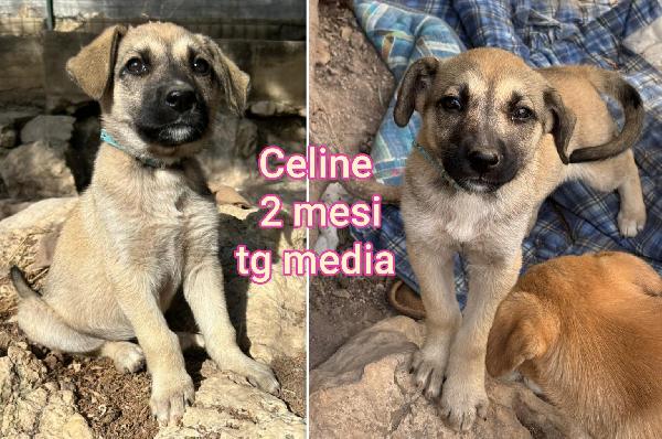Cucciolotti in cerca d' amore Foto 2