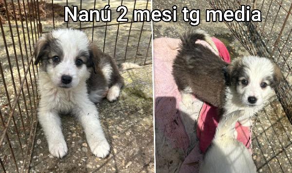 Cucciolotti in cerca d' amore Foto 3