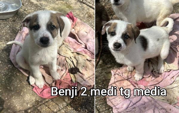 Cucciolotti in cerca d' amore Foto 6