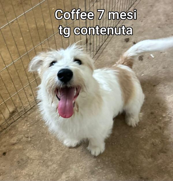Adozioni taglie piccole Foto 4