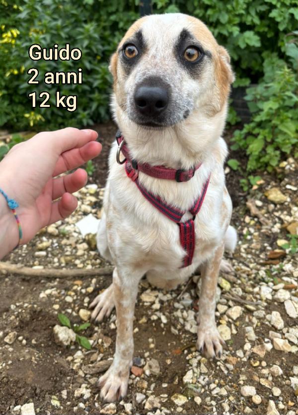 Adozioni taglie piccole Foto 9
