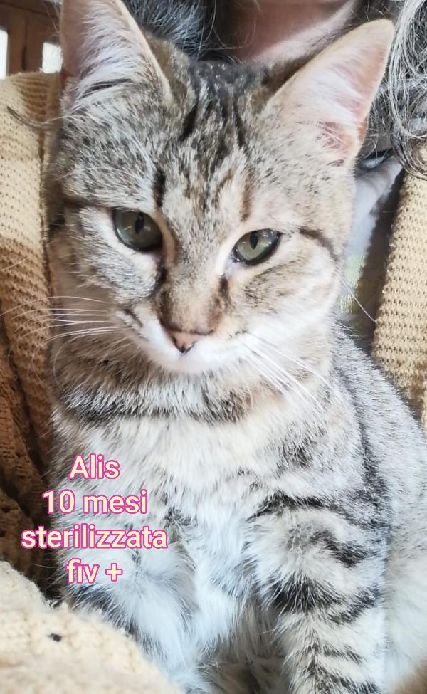troppi micetti soli! Foto 9