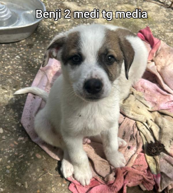 Adozioni x questi cuccioli  Foto 2