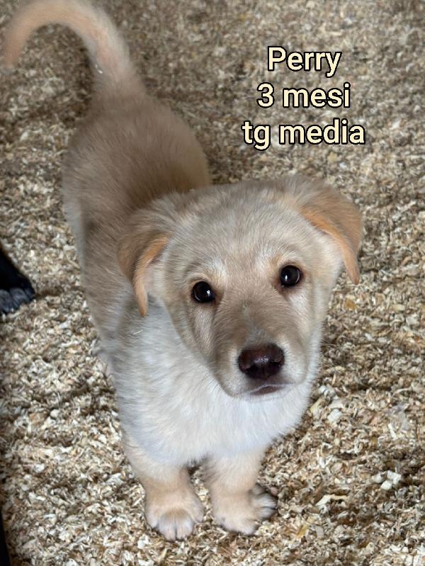Adozioni x questi cuccioli  Foto 5