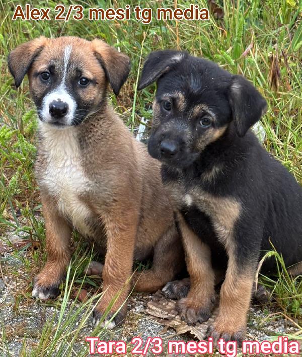 Adozioni x questi cuccioli  Foto 8