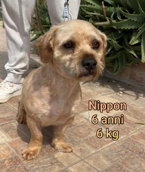 Cagnolini Entro I 15 Kg
