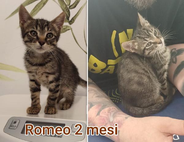 MICETTI: URGENTI ADOZIONI  Foto 2