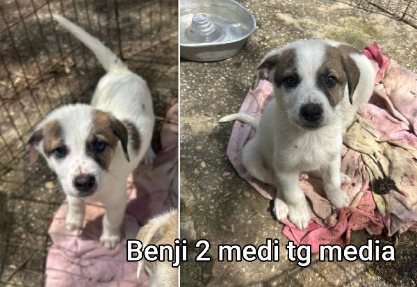 Aiutate questi cuccioli soli. Foto 2