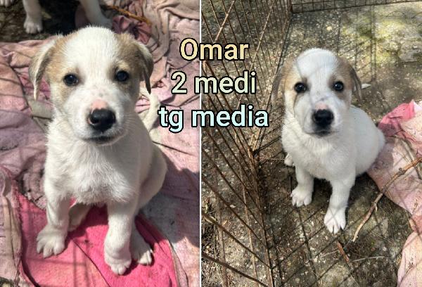 Aiutate questi cuccioli soli. Foto 9