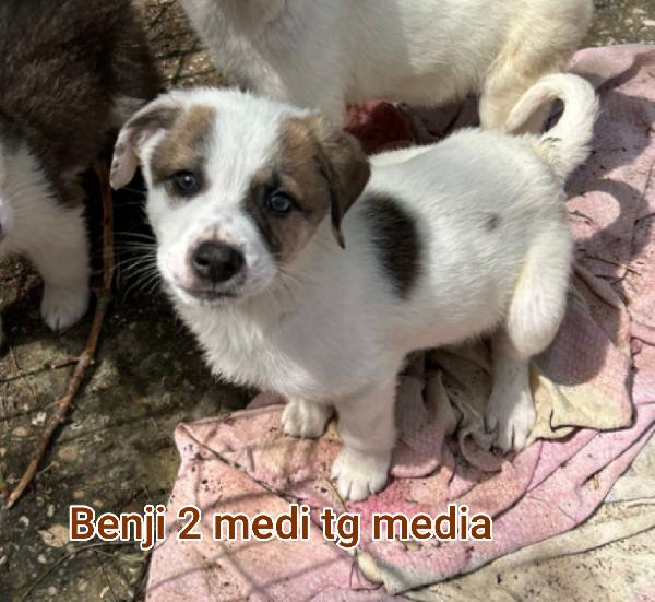 Invisibili cuccioli: 2 mesi  Foto 6