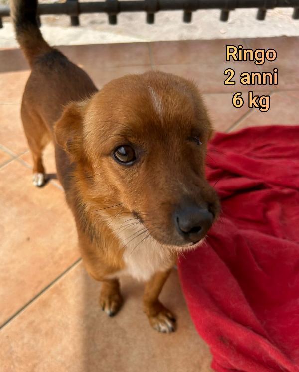 Cani Piccoli E Mediopiccoli 