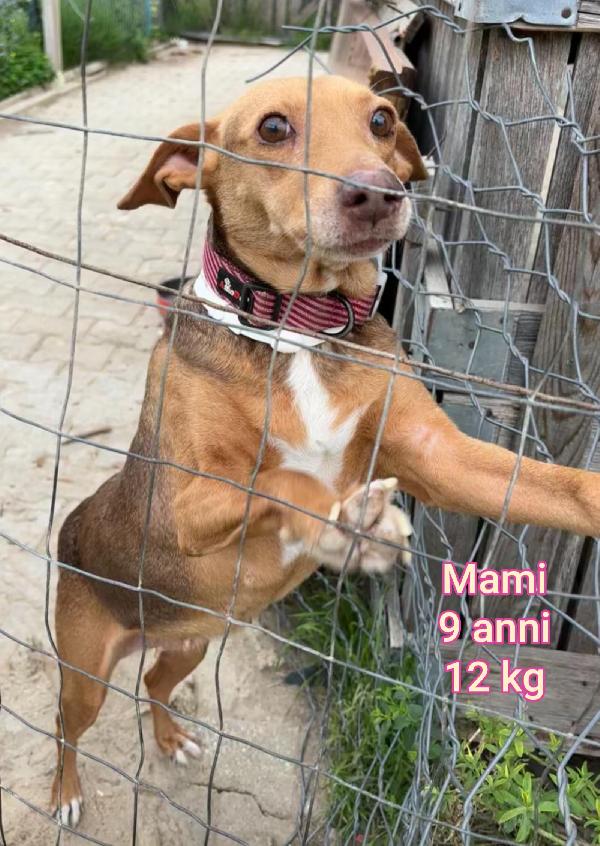 Cani piccoli e mediopiccoli  Foto 7