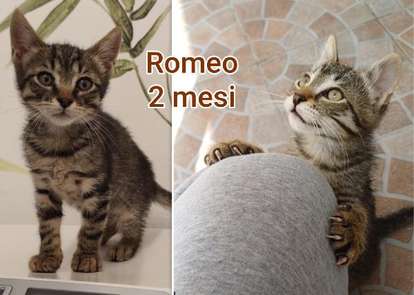 Telefona X Salvare Uno Di Questi Mici 