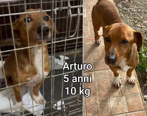 Cagnoli dai sei ai quindici chili Foto 4