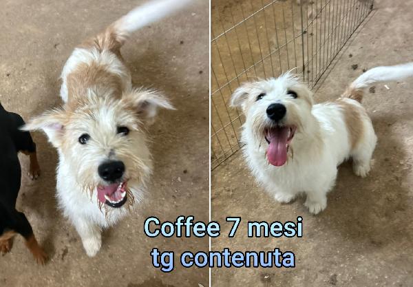 Cagnoli dai sei ai quindici chili Foto 6