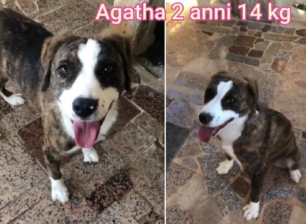 Cagnoli dai sei ai quindici chili Foto 7