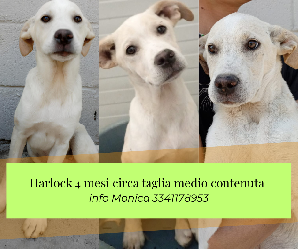 Harlock Splendido Cucciolo Di 4 Mesi Unico Rimasto Della Cucciolata Cerca Casa