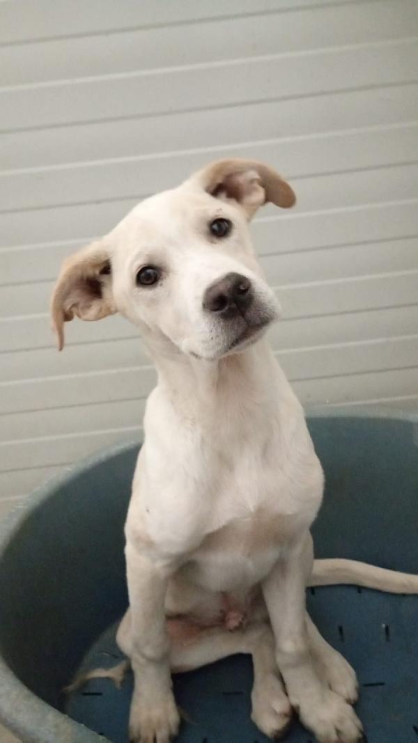 Harlock splendido cucciolo di 4 mesi unico rimasto della cucciolata cerca casa Foto 2