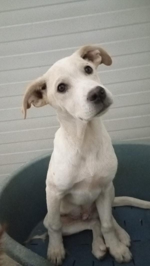 Harlock splendido cucciolo di 4 mesi unico rimasto della cucciolata cerca casa Foto 3