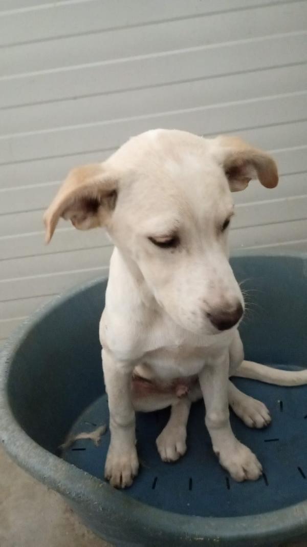 Harlock splendido cucciolo di 4 mesi unico rimasto della cucciolata cerca casa Foto 4