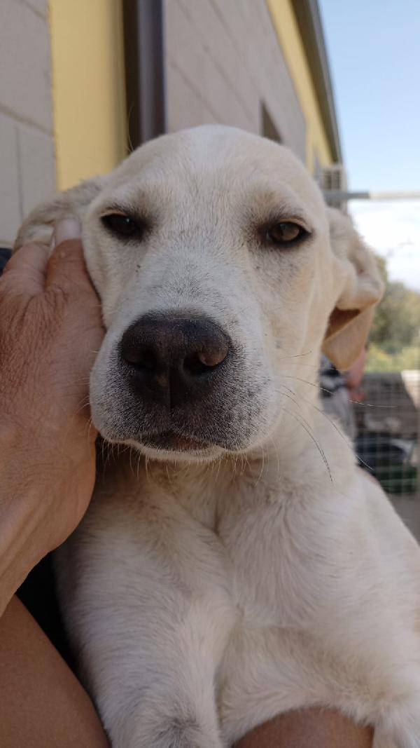 Harlock splendido cucciolo di 4 mesi unico rimasto della cucciolata cerca casa Foto 6