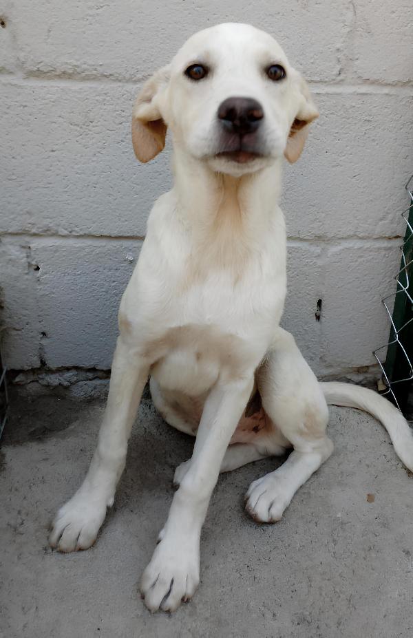 Harlock splendido cucciolo di 4 mesi unico rimasto della cucciolata cerca casa Foto 7