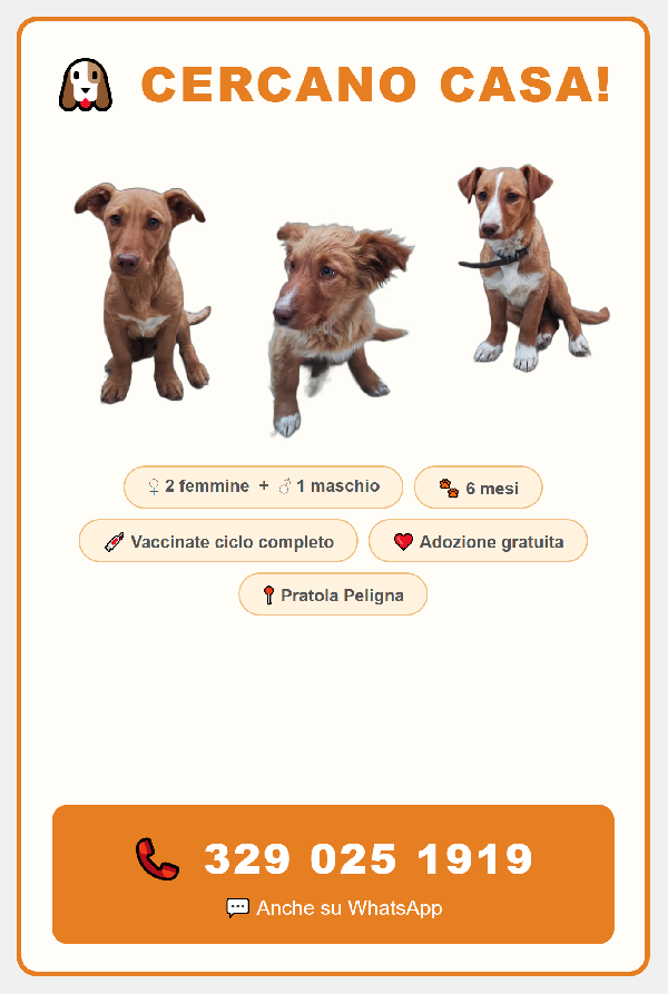 🐶 Tre Cuccioli Di 6 Mesi Cercano Casa – Pratola Peligna