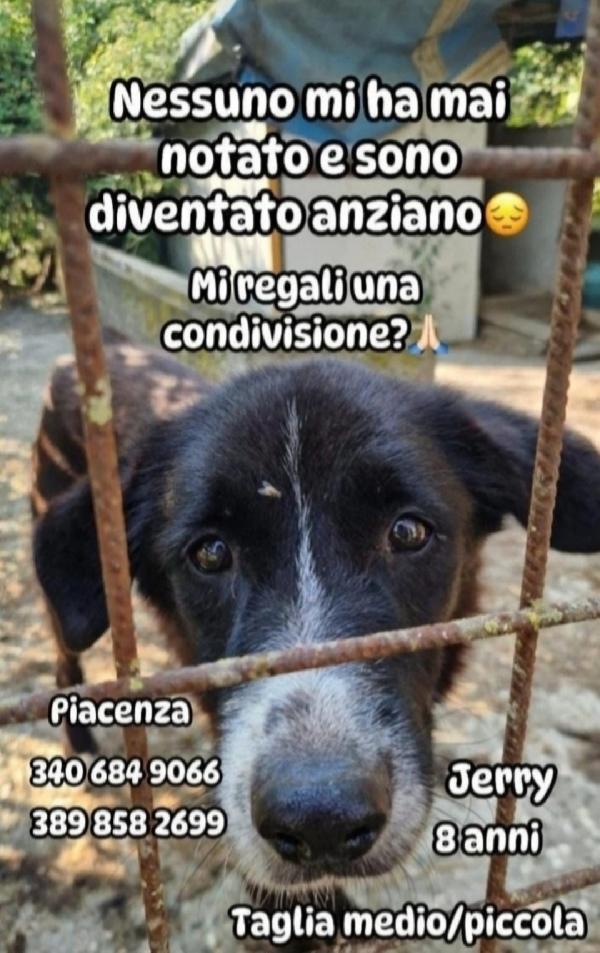 Jerry 9Anni Tg Medio Piccolo,Nessuno Lo Ha Mai Notato!