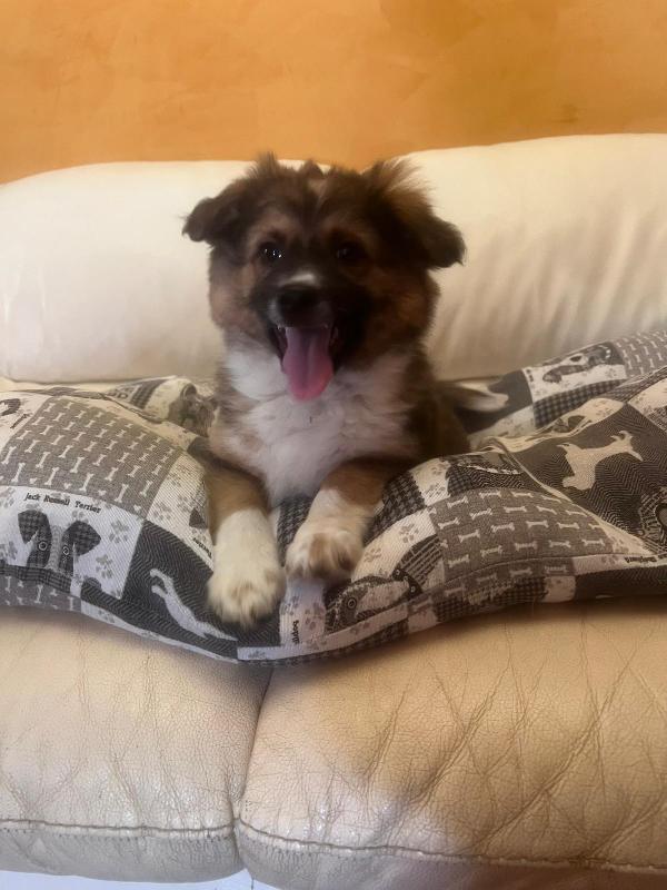 Cucciolo, Solo Per Adozione Seria!!! 