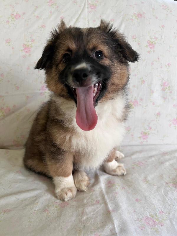 Cucciolo, solo per adozione seria!!!  Foto 2