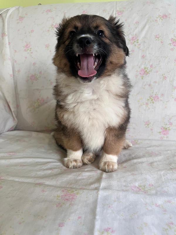 Cucciolo, solo per adozione seria!!!  Foto 3