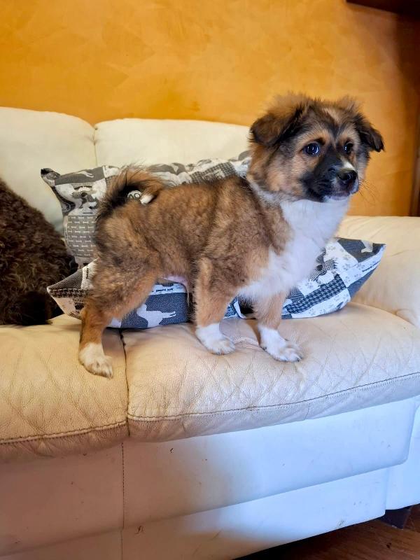 Cucciolo, solo per adozione seria!!!  Foto 4