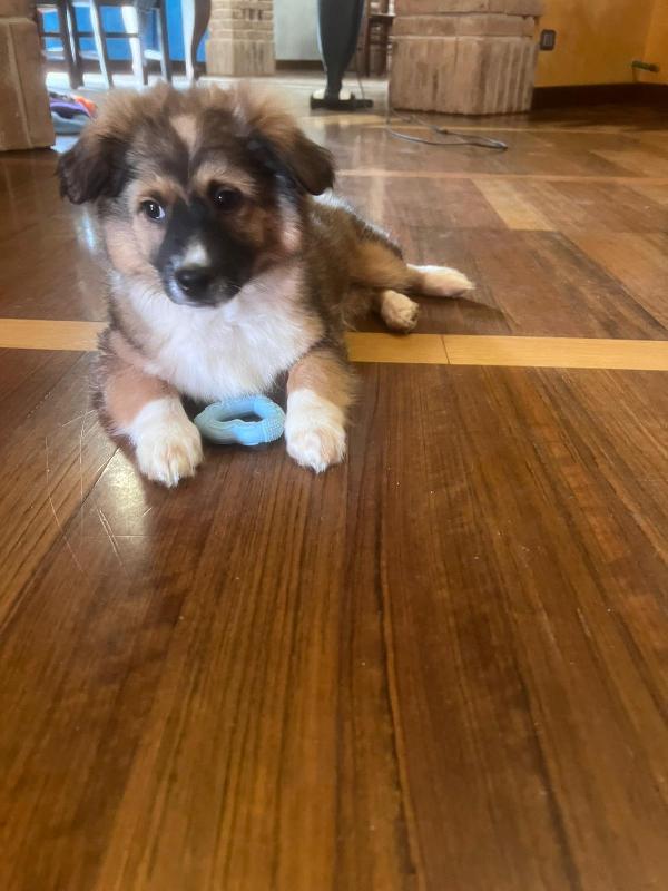 Cucciolo, solo per adozione seria!!!  Foto 5