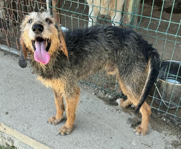 Athos 5 Anni Segugio Pelo Ruvido 