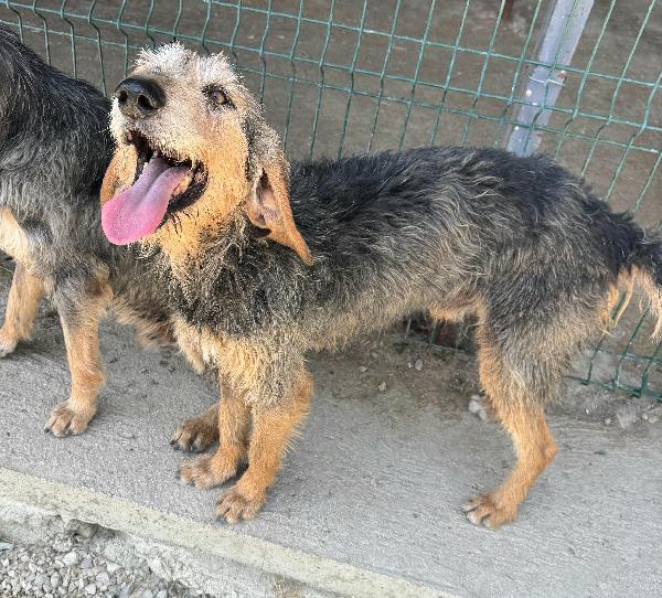 Athos 5 anni segugio pelo ruvido  Foto 4