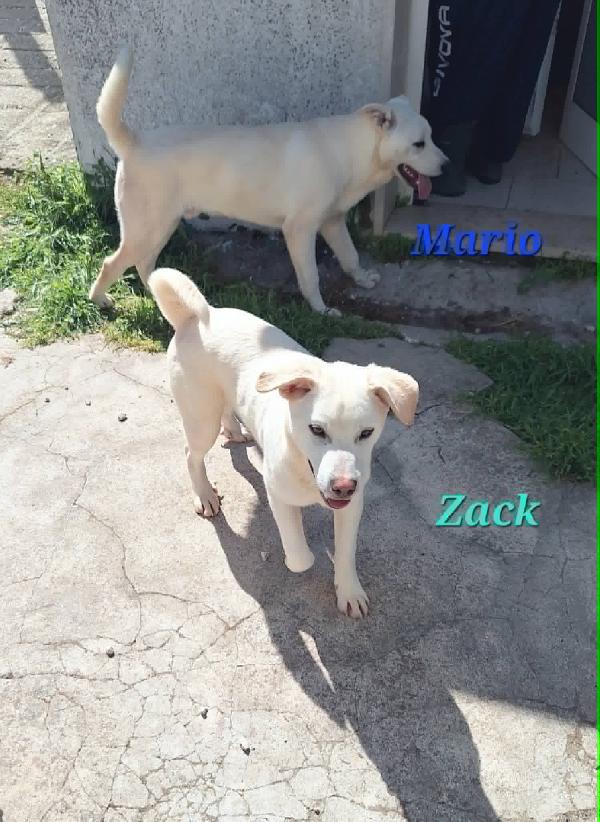 Zac In Adozione