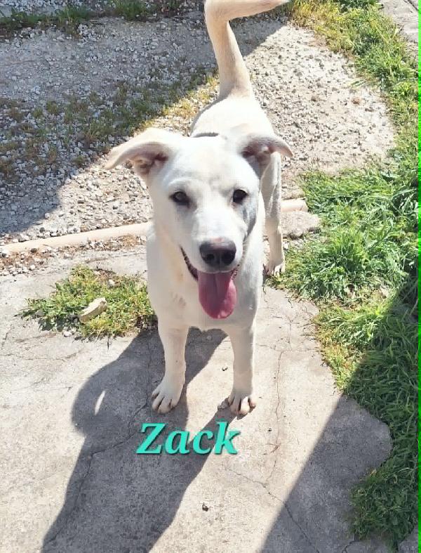 Zac in adozione Foto 2